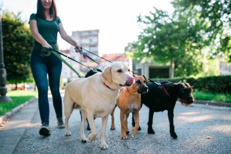 Proponiti come dog sitter o pet sitter